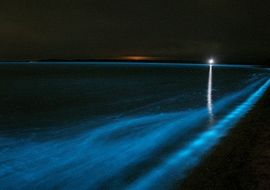 มหัศจรรย์น้ำทะเลเรืองแสง