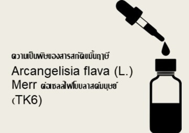 ความเป็นพิษของสารสกัดขมิ้นฤๅษี Arcangelisia flava (L.) Merr ...