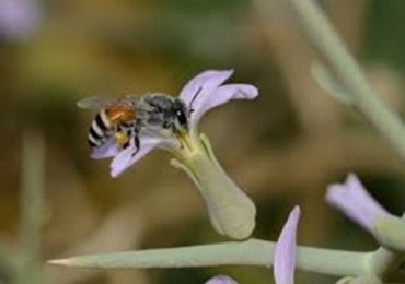 การสื่อสารบอกทิศทางแหล่งอาหารของผึ้งมิ้ม (Apis florea)