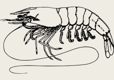 Genetic diversity of the giant tiger shrimp (Penaeus ...