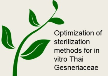 Optimization of sterilization methods for in vitro Thai ...