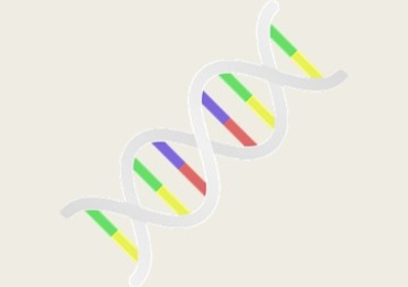 การพัฒนา RNA ที่สามารถยึดจับนิกเกิลเพื่อใช้เป็น affinity ...