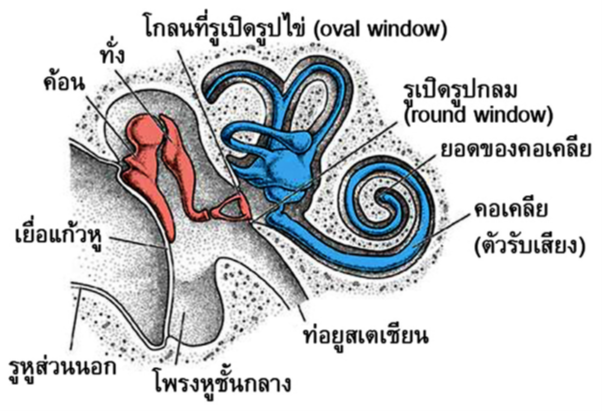 โครงสร้างของหูในสัตว์เลี้ยงลูกด้วยน้ำนม ซึ่งพบกระดูกค้อน ทั่ง และโกลนในหูชั้นกลาง