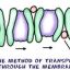 การขนส่งสารผ่าน membrane หลักการจำง่ายๆ ไม่สับสน มีข้อสอบเข้ามหาลัยให้ฝึกดู :)