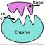 เอนไซม์ (enzyme) คือ สารเร่งปฏิกิริยาชีวเคมีในเซลล์ หรือ ไบโอคะตะลิสต์ (biocatalyst) มีผลทำ ให้ปฏิกิริยาชีวเคมีเกิดขึ้นรวดเร็ว
