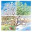 What Causes Earth's Seasons