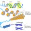 โครโมโซม (chromosome) เป็นที่อยู่ของหน่วยพันธุกรรม ซึ่งทำหน้าที่ควบคุมและถ่ายทอดข้อมูล เกี่ยวกับ ลักษณะทางพันธุกรรมต่างๆ ของสิ่งมีชีวิต เช่น ลักษณะของเส้นผม ลักษณะดวงตา เพศ และผิว