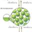แก๊ส ของแข็ง ของเหลว