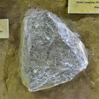 พิพิธภัณฑ์ไดโนเสาร์ภูเวียง รูปภาพ 36