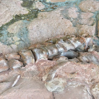 พิพิธภัณฑ์ไดโนเสาร์ภูเวียง รูปภาพ 51