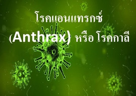 โรคแอนแทรกซ์ (Anthrax) หรือ โรคกาลี รูปภาพ 1