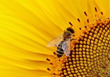 ลำดับกรดอะมิโนบางส่วนของโปรตีนทั้งหมดจากต่อมพิษผึ้งในผึ้งโพรง Apis cerana และผึ้งมิ้ม A. florea ... รูปภาพ 1