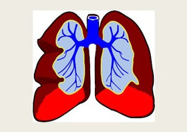 ระบบการแลกเปลี่ยนแก๊ส (Respiratory System) รูปภาพ 1