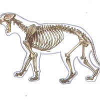 โครงสร้างภายในร่างกายของสัตว์มีกระดูกสันหลังและไม่มีกระดูกสันหลัง ... รูปภาพ 3