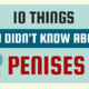 10 เรื่องมหัศจรรย์เกี่ยวกับน้องชาย (Penis)