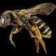 ผึ้งอัจฉริยะ นักจดจำจากธรรมชาติ
