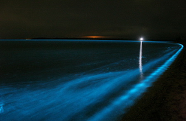 มหัศจรรย์น้ำทะเลเรืองแสง