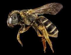 ผึ้งอัจฉริยะ นักจดจำจากธรรมชาติ