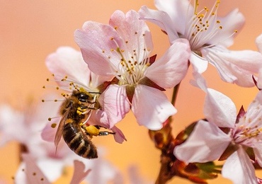 วิธีการเลือกดอกไม้ของผึ้ง