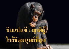 ชิมแปนซี : ญาติผู้ใกล้ชิดมนุษย์ที่สุด