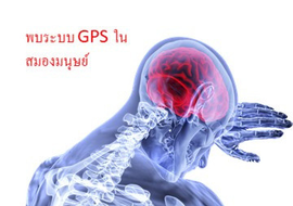 พบระบบ GPS ในสมองมนุษย์