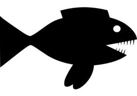 ปลาปิรันยาดำ เป็นปลาที่มีแรงกัดหนักที่สุดในโลก