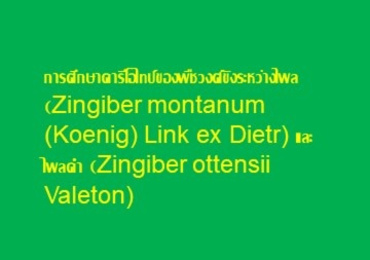 การศึกษาคารีโอไทป์ของพืชวงศ์ขิงระหว่างไพล (Zingiber montanum ...
