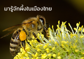 มารู้จักผึ้งในเมืองไทย