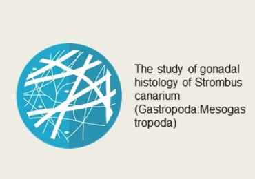 The study of gonadal histology of Strombus canarium ...