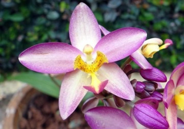 Biology of terrestrial orchid Habenaria dentata (Sw.) Schltr ...