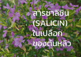 สารซาลิซิน ( SALICIN ) ในเปลือกของต้นหลิว