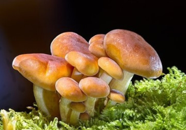 Analysis study of trehalose in mushroom