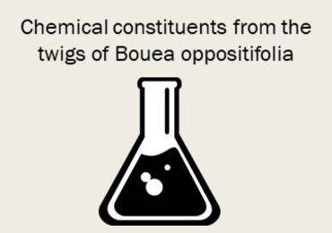 Chemical constituents from the twigs of Bouea oppositifolia
