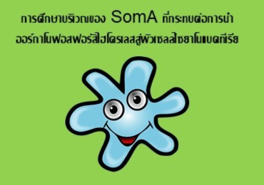 การศึกษาบริเวณของ SomA ...