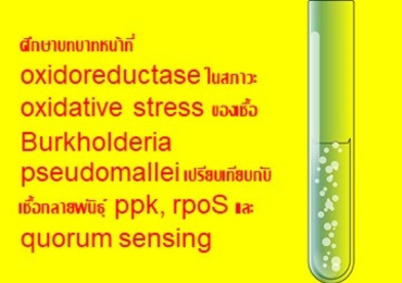 ศึกษาบทบาทหน้าที่ oxidoreductase ในสภาวะ oxidative stress ขอ ...