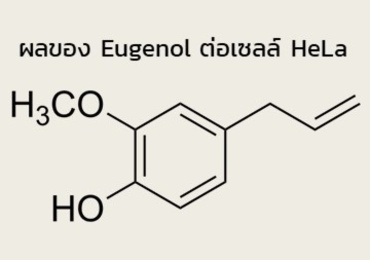 ผลของ Eugenol ต่อเซลล์ HeLa