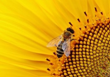 ลำดับกรดอะมิโนบางส่วนของโปรตีนทั้งหมดจากต่อมพิษผึ้งในผึ้งโพรง Apis cerana และผึ้งมิ้ม A. florea ...