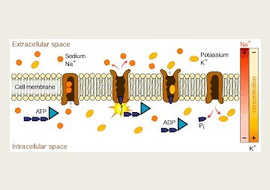 การขนส่งสารผ่านเยื่อหุ้มเซลล์ (membrane transport)