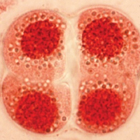 โปสเตอร์มัลติมีเดีย : การแบ่งเซลล์แบบไมโอซิส