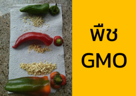พืช GMO