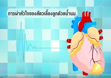 วีดิทัศน์ : การผ่าหัวใจของสัตว์เลี้ยงลูกด้วยน้ำนม