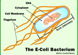 ศิลปะแห่งสงครามแบคทีเรีย (the art of bacterial warfare)