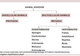 Animal Kingdom - Invertebrate