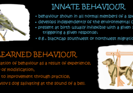พฤติกรรมสัตว์ (Animal Behavior)