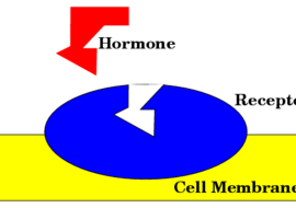 ฮอร์โมนคือ (Hormone)