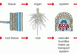 โครงสร้างพืช (plant structure)