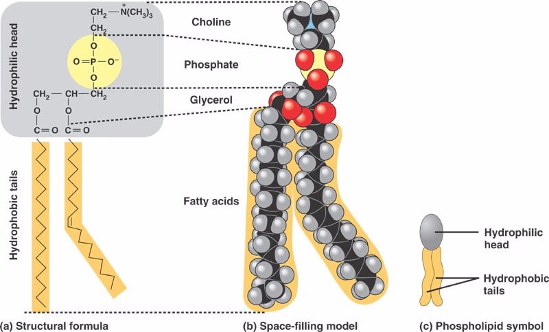 โครงสร้างฟอสโฟลิปิด (Phospholipid) ของเยื่อหุ้มเซลล์