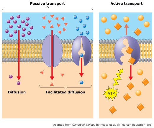 รูปแบบการลำเลียงสารแบบ Passive transport และ Active transport