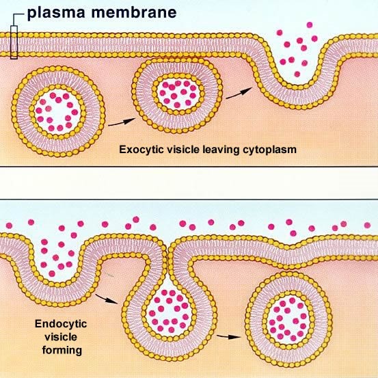 กระบวนการลำเลียงสารออกนอกเซลล์ (Exocytosis) และ การลำเลียงสารเข้าสู่เซลล์ (Endocytosis)