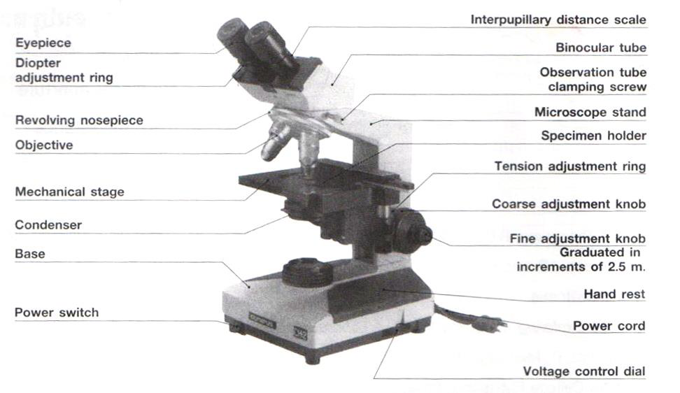 ส่วนต่าง ๆ ของกล้องจุลทรรศน์ชนิด Compound light microscope (Olympus)